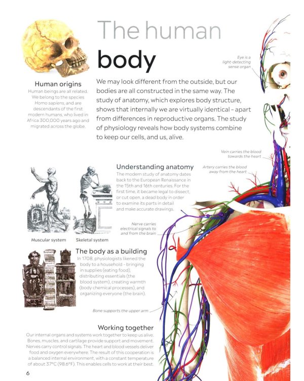 Eyewitness - Human Body