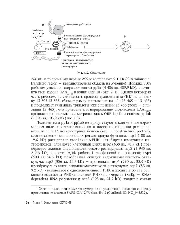 COVID-19: от этиологии до вакцинопрофилактики: руководство для врачей