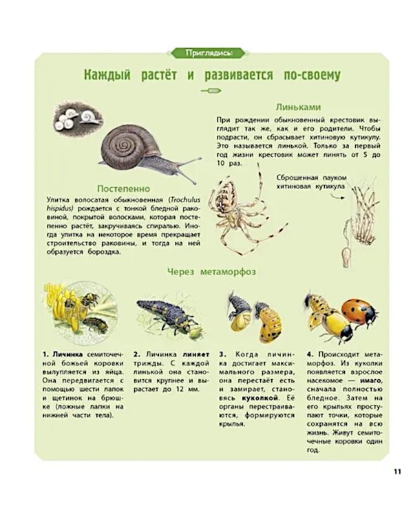 Насекомые и другие маленькие животные