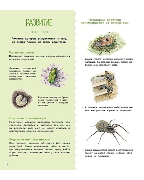 Насекомые и другие маленькие животные