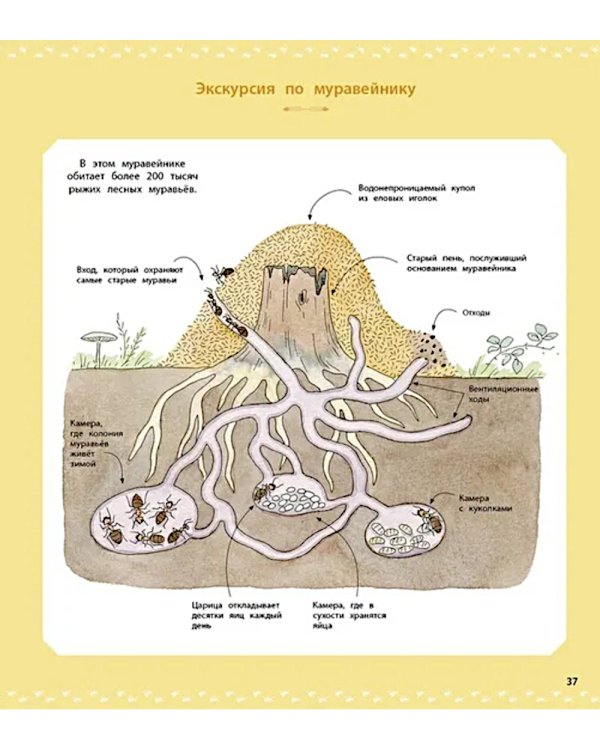 Насекомые и другие маленькие животные