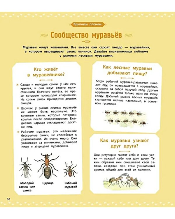 Насекомые и другие маленькие животные