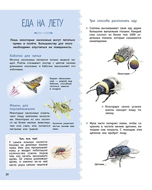 Насекомые и другие маленькие животные