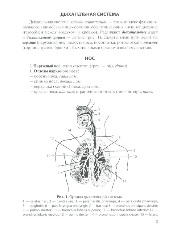 Анатомия дыхательной системы и сердца: Учебное пособие. 16-е изд., перераб. и испр