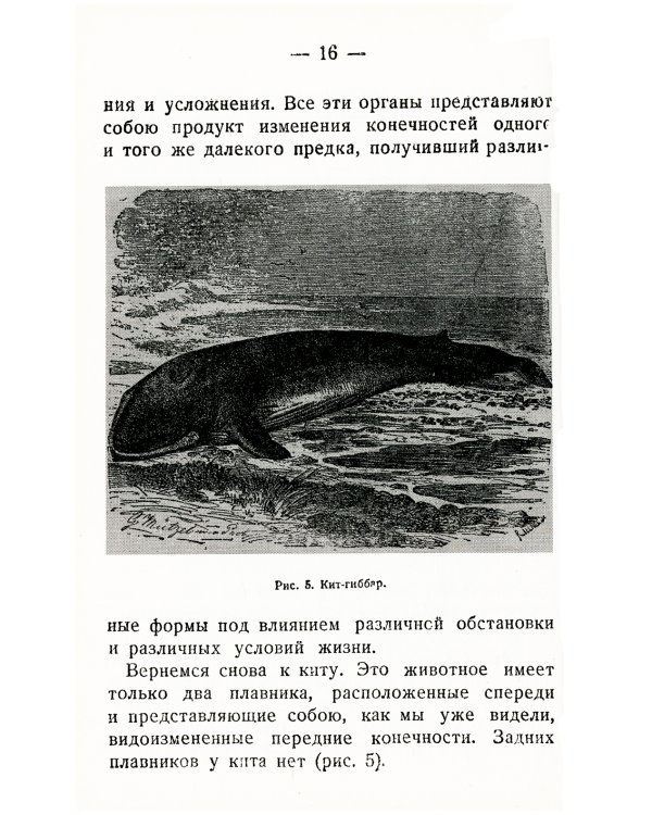 Происхождение животных и человека