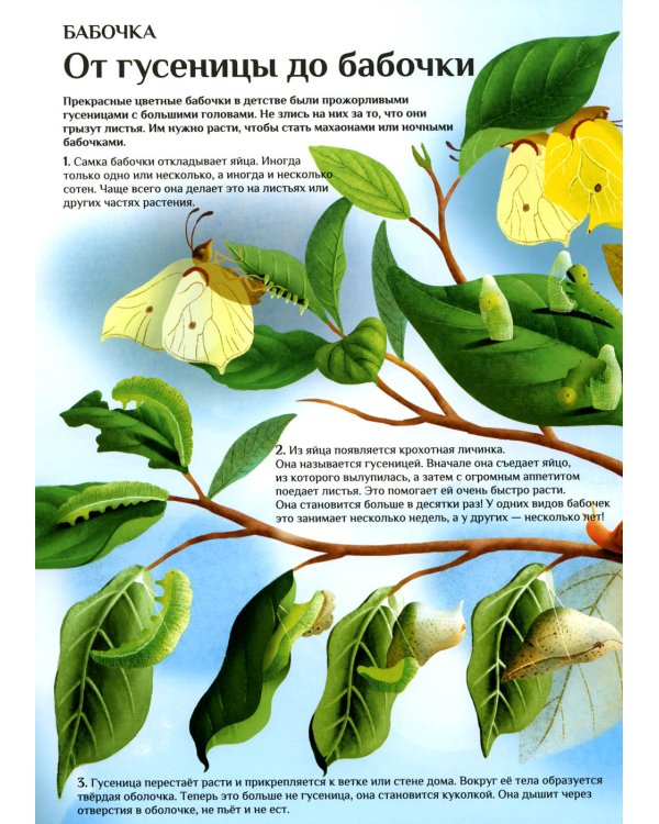 Что и как растет