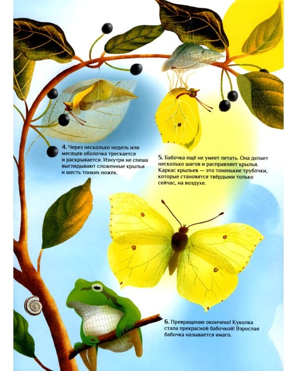 Что и как растет