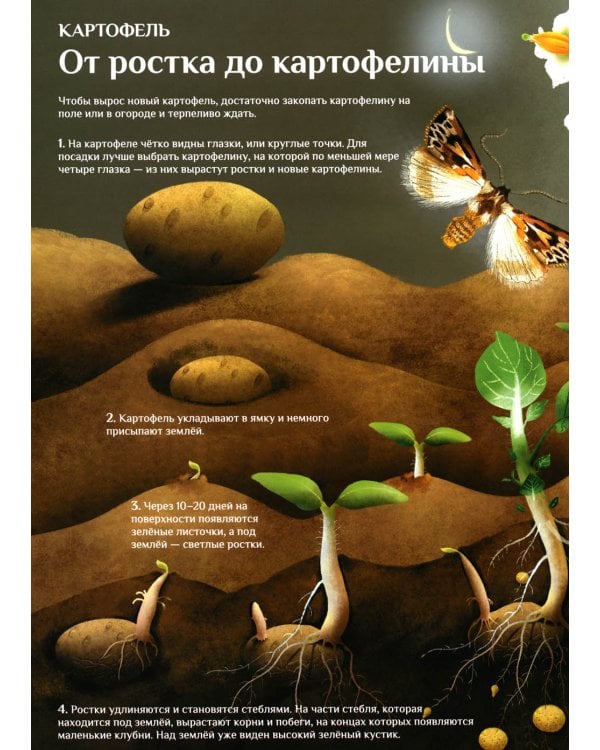 Что и как растет