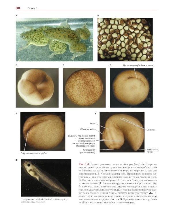 Биология развития. 2-е изд