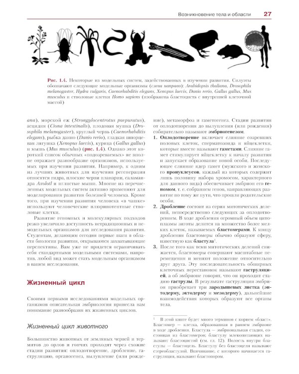 Биология развития. 2-е изд