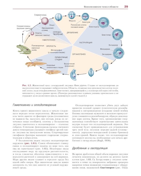 Биология развития. 2-е изд