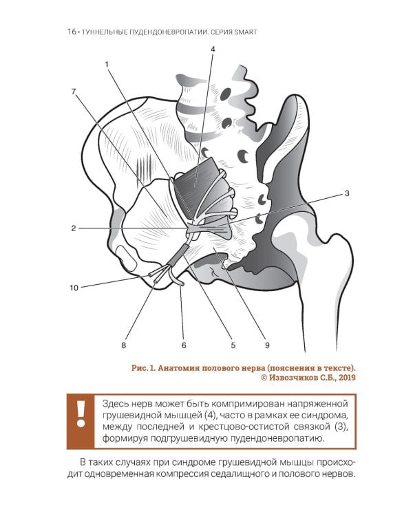 Туннельные пудендоневропатии. 3-е изд., перераб.и доп