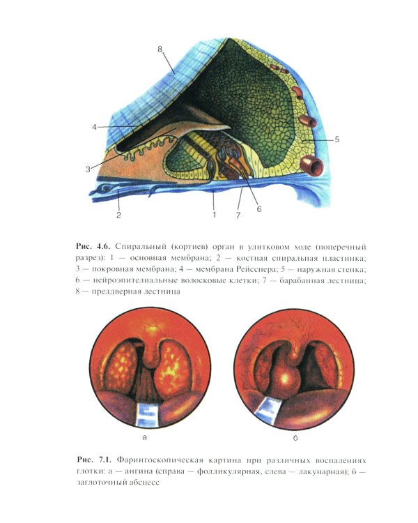 Болезни уха, горла и носа: Учебник. 3-е изд., испр. и доп