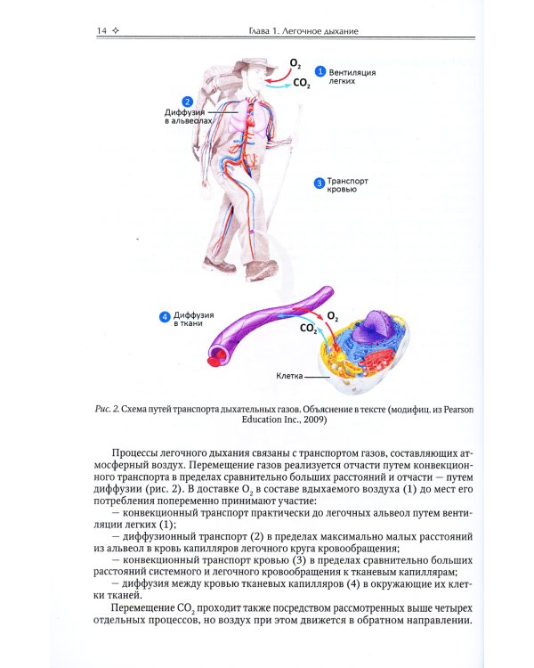 Физиология легочного дыхания. Учебное пособие