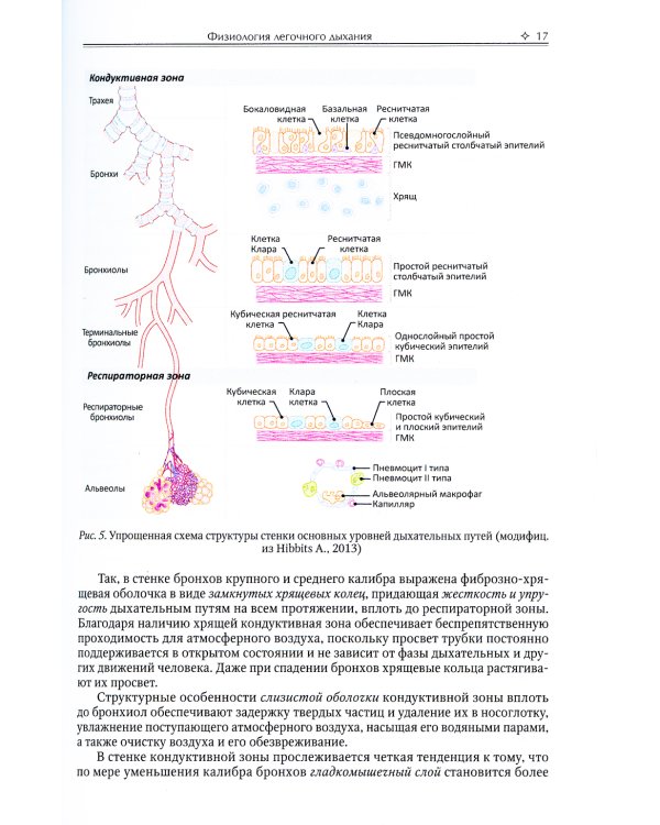 Физиология легочного дыхания. Учебное пособие