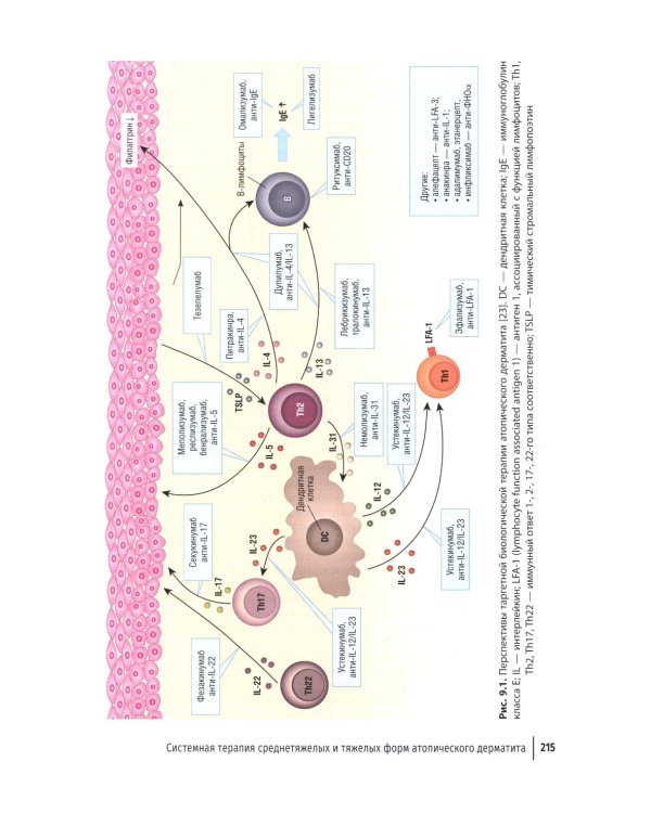 Атопический дерматит. Междисциплинарный подход к диагностике и лечению: руководство для врачей