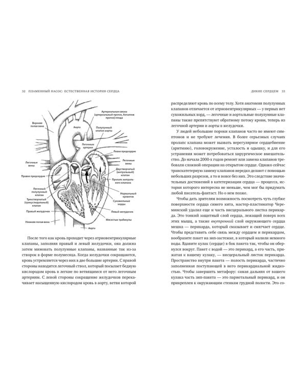 Пламенный насос. Естественная история сердца