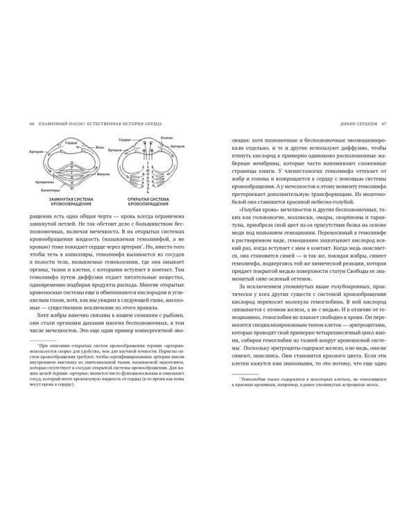 Пламенный насос. Естественная история сердца