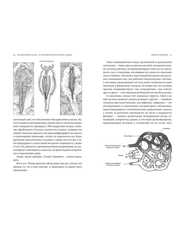 Пламенный насос. Естественная история сердца
