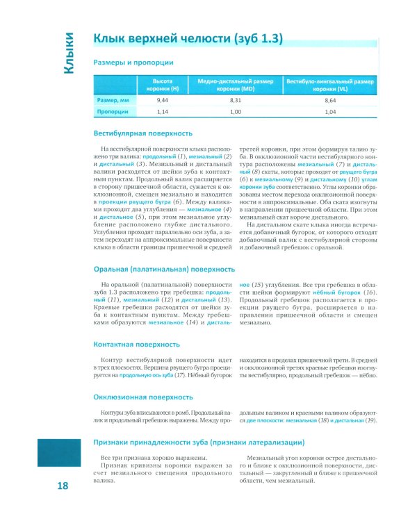 Моделирование зубов. Атлас