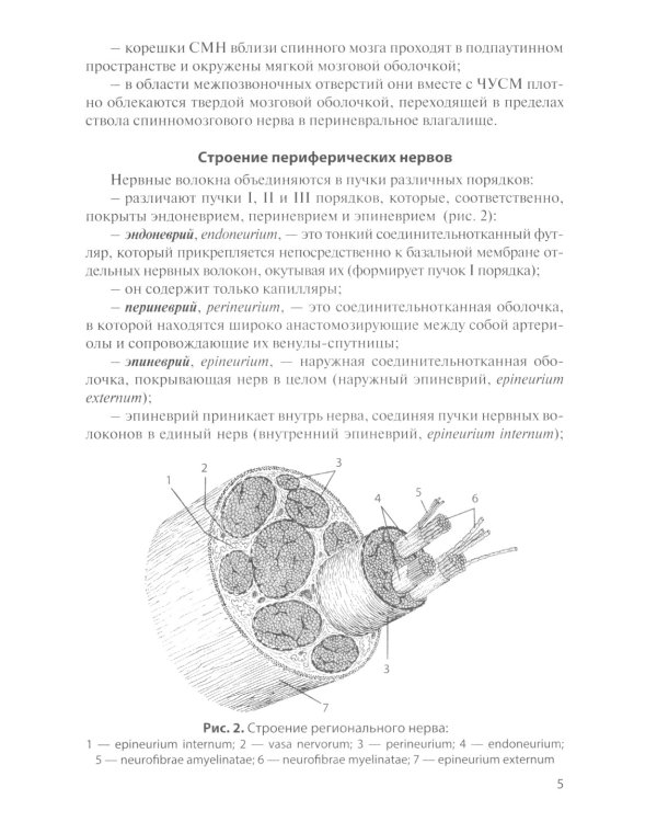 Функциональная анатомия спинномозговых нервов: Учебное пособие
