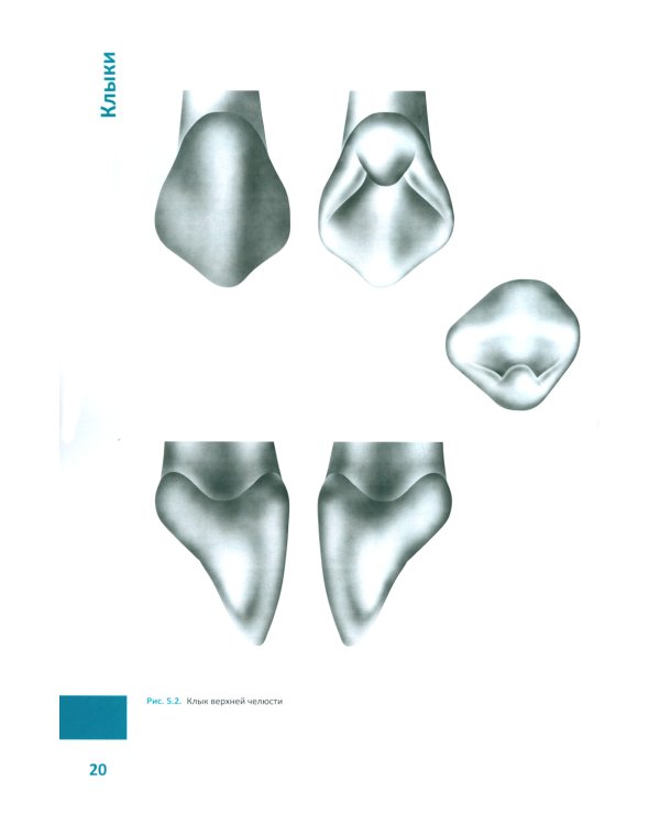 Моделирование зубов. Атлас