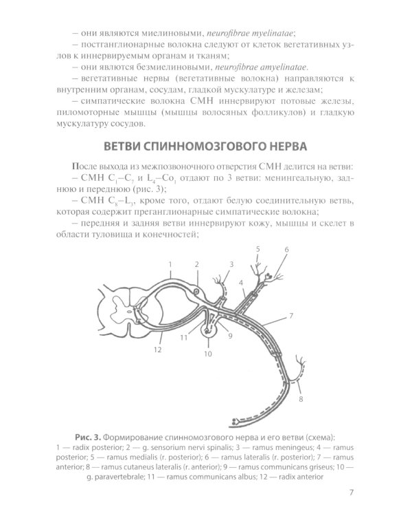 Функциональная анатомия спинномозговых нервов: Учебное пособие