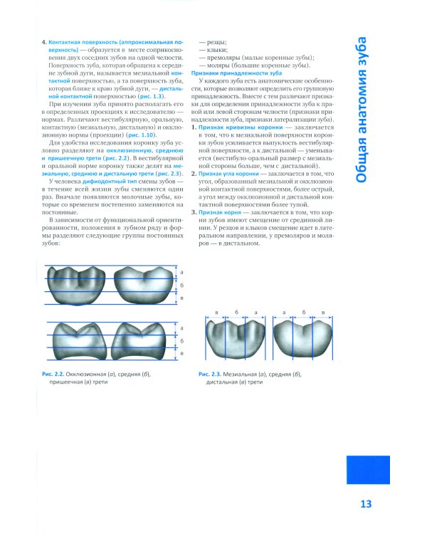 Моделирование зубов. Атлас