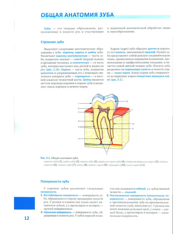 Моделирование зубов. Атлас
