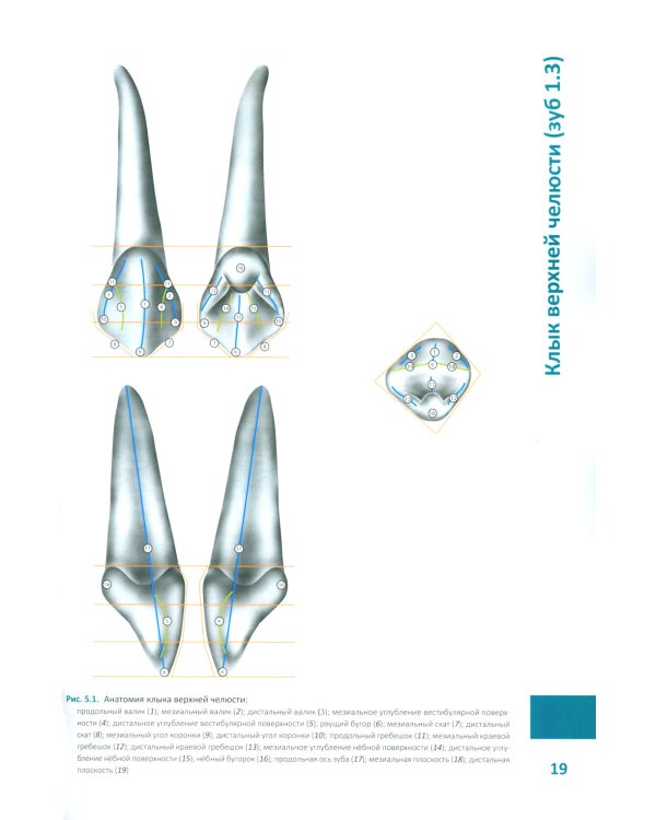 Моделирование зубов. Атлас