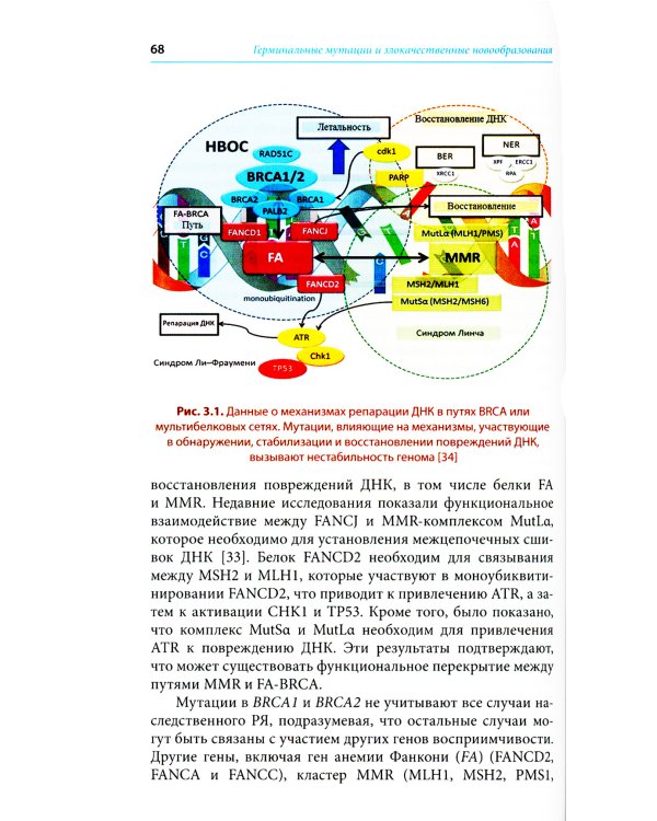 Герминальные мутации и злокачественные новообразования. Значение для патогенеза, диагностики и лечения злокачественных новообразований