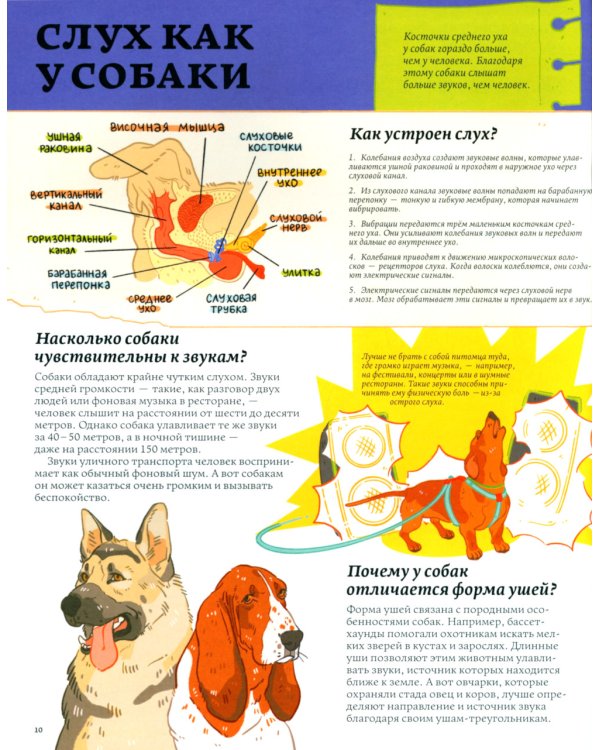 Секреты собак. Как понять собаку и стать ей другом