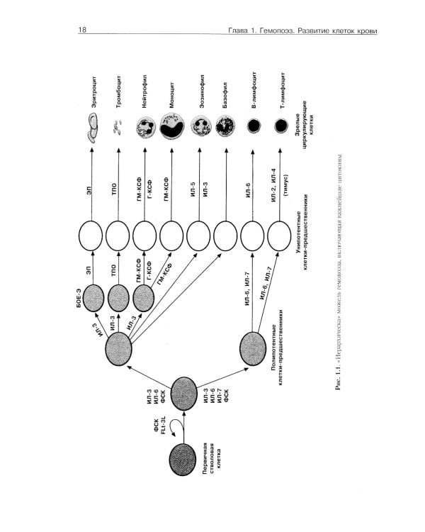 Патофизиология крови
