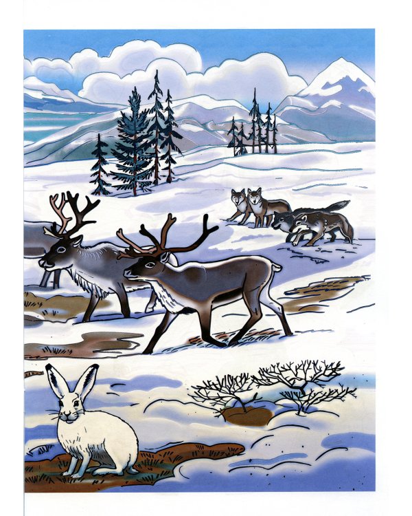 Животные севера. Дидактический материал по лексической теме. С 6 до 7 лет