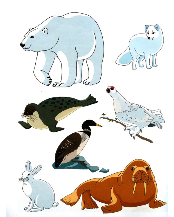 Животные севера. Дидактический материал по лексической теме. С 6 до 7 лет