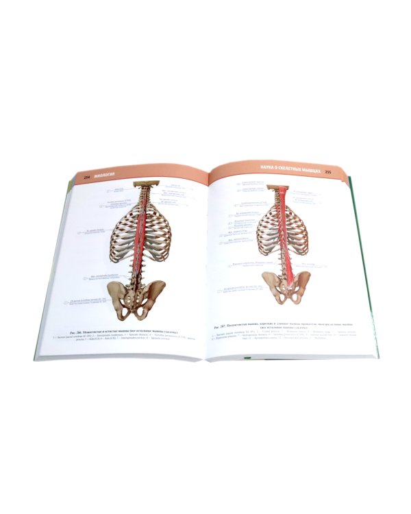 Анатомия человека: Атлас. В 3 т. (комплект из 3-х книг)