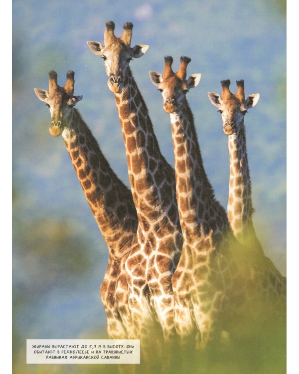 Животные. Современная энциклопедия