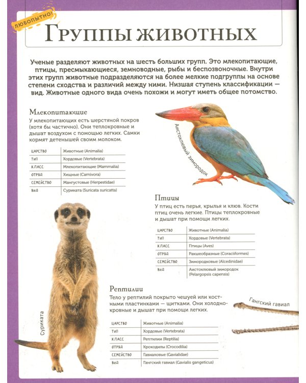 Животные. Современная энциклопедия