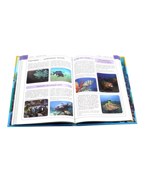 Подводный мир