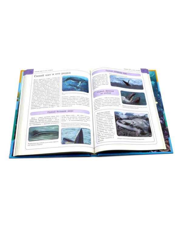 Подводный мир