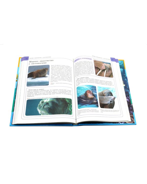 Подводный мир