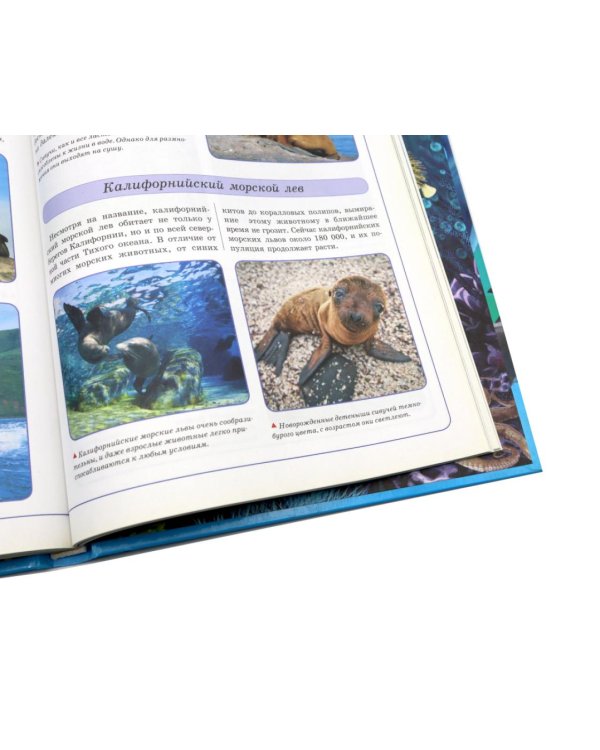 Подводный мир