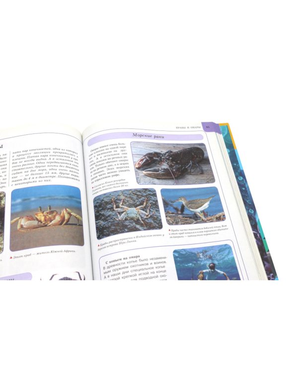 Подводный мир