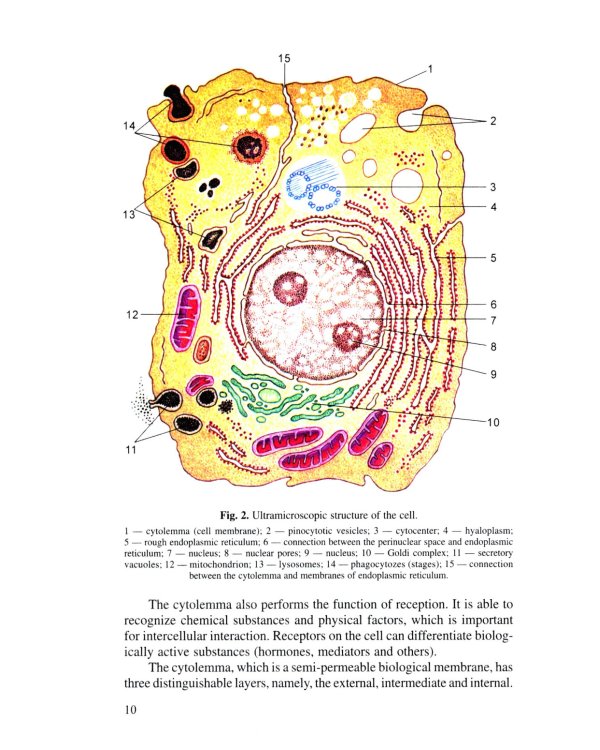 Анатомия человека. В 2 кн. Кн. 1. (на англ. языке): Учебное пособие.  2-е изд