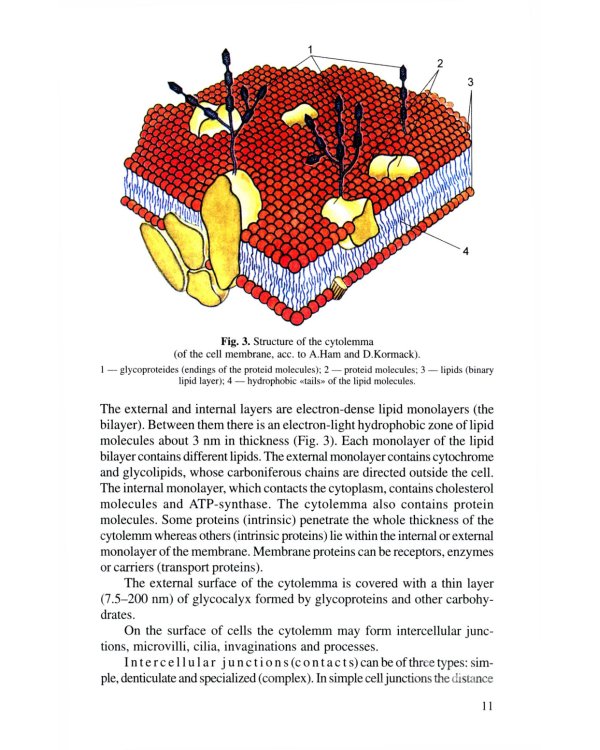 Анатомия человека. В 2 кн. Кн. 1. (на англ. языке): Учебное пособие.  2-е изд