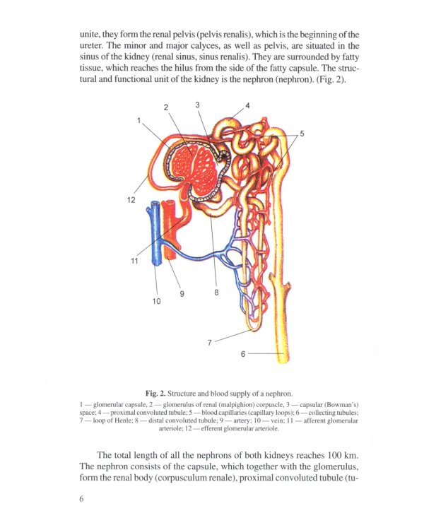 Анатомия человека. В 2 кн. Кн. 2. (на англ. языке): Учебное пособие. 2-е изд