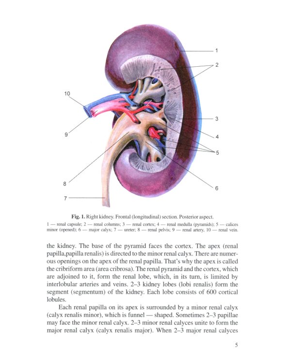 Анатомия человека. В 2 кн. Кн. 2. (на англ. языке): Учебное пособие. 2-е изд