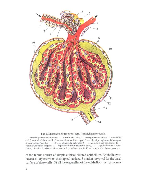 Анатомия человека. В 2 кн. Кн. 2. (на англ. языке): Учебное пособие. 2-е изд