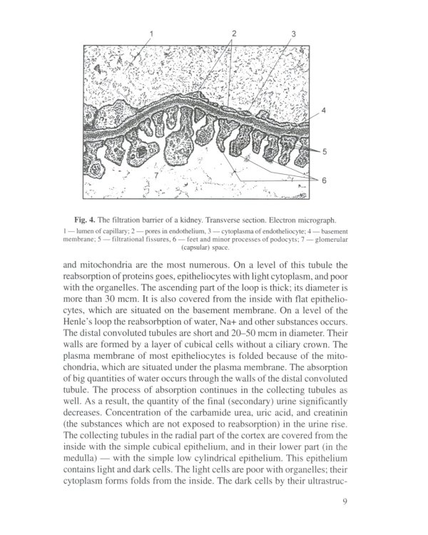 Анатомия человека. В 2 кн. Кн. 2. (на англ. языке): Учебное пособие. 2-е изд