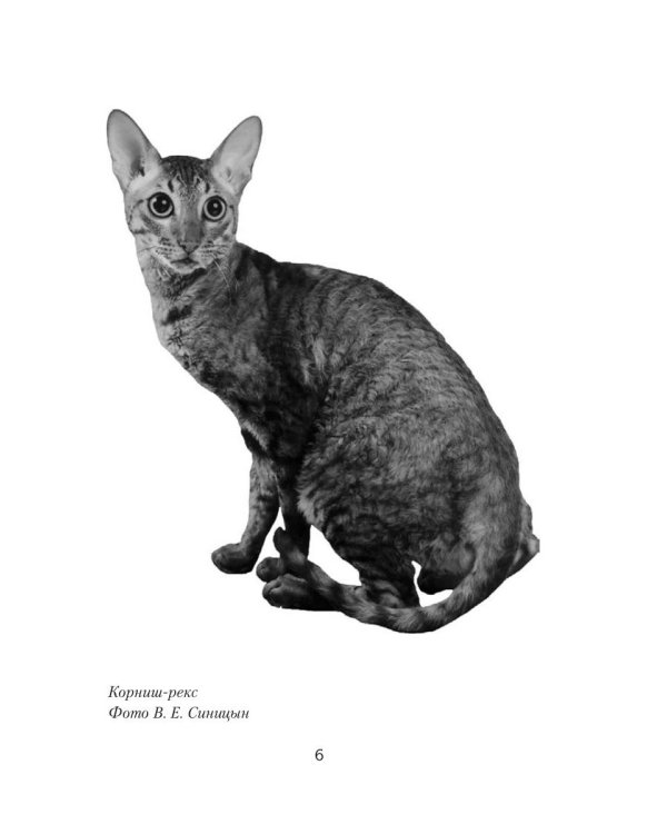Редкие породы кошек